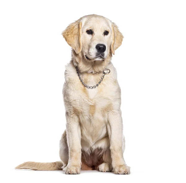 年轻的金毛猎犬 戴着领子链 与白色隔离 — 图库照片