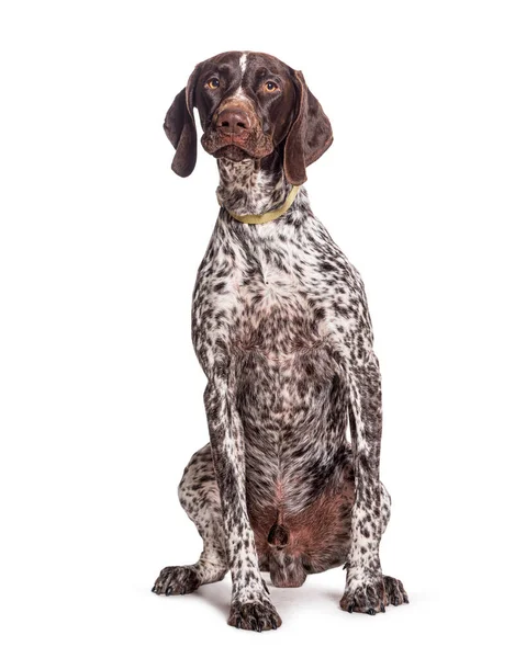 Deutsch Kurzhaar Pointer Sitzt Trägt Ein Hundehalsband Isoliert Auf Weiß — Stockfoto