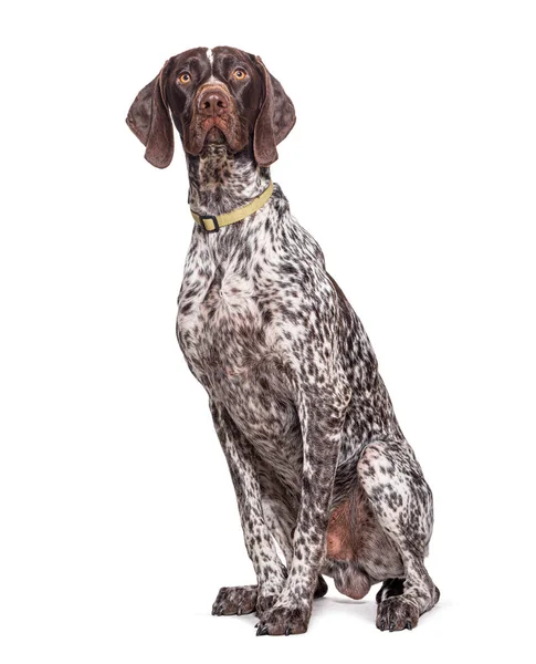 German Shorthaired Pointer Sitting Wearing Dog Collar Isolated White — Stock Photo, Image
