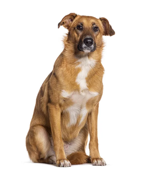 Oäkting Hund Malinois Kors Med Labrador Retriever Sitter Isolerad Vit — Stockfoto