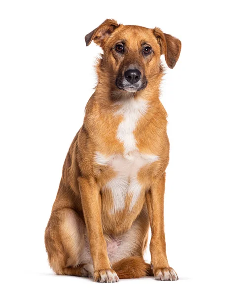 Bastaard Hond Malinois Kruisen Met Labrador Retriever Geïsoleerd Wit — Stockfoto