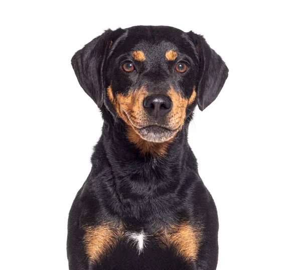Huvudskott Oäkting Hund Isolerad Vit — Stockfoto