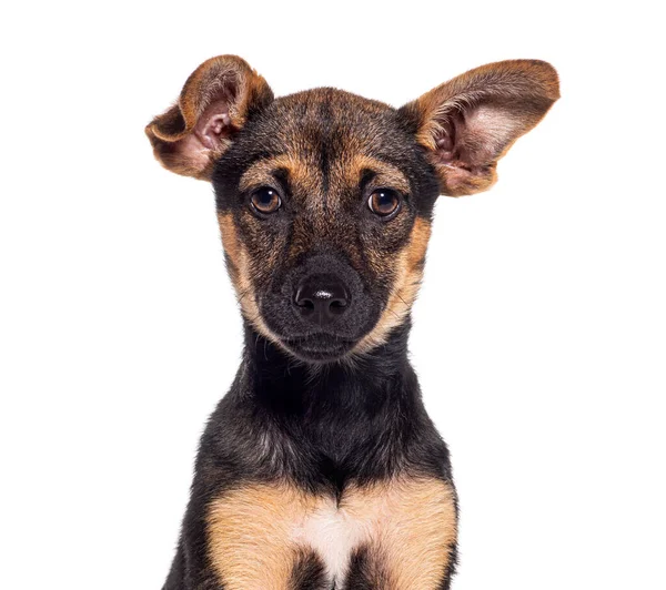 白に隔離された若いロイヤルブルボン犬の頭のショット — ストック写真