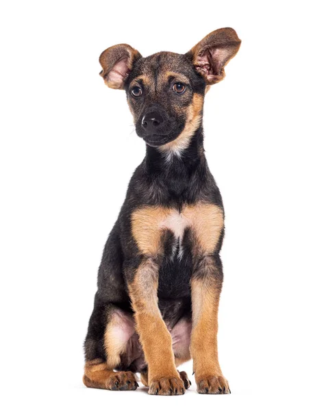 Sitter Ung Kunglig Bourbon Hund Tittar Bort Isolerad Vitt — Stockfoto