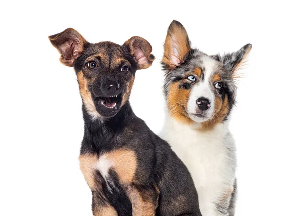 Två Hundar Aggressiv Och Morrande Visar Sina Huggtänder Isolerade Vit — Stockfoto