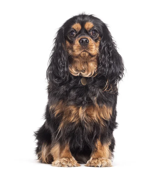Brown Cavalier King Charles Charles Spaniel Isolated White — стоковое фото