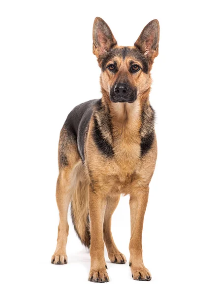 Stående Tyska Herde Hund Tittar Kameran Isolerad Vit — Stockfoto