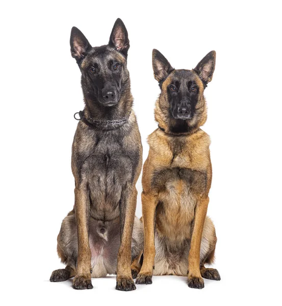 Two Malinois Dogs Together Looking Camera — Stock Photo, Image