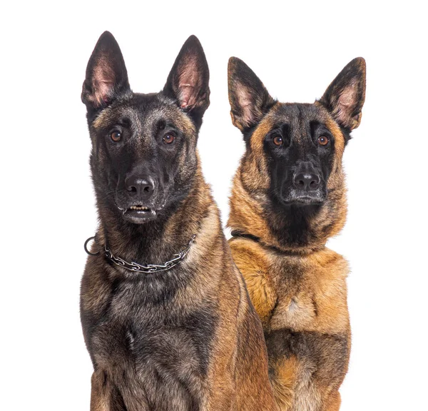 Dois Cães Malinois Juntos Olhando Para Câmera — Fotografia de Stock