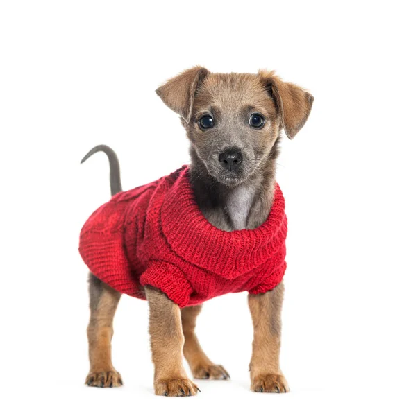 Standing Puppy Bastard Σκυλί Chihuahua Σταυρό Pinscher Φορώντας Ένα Κόκκινο — Φωτογραφία Αρχείου