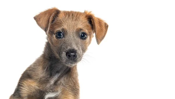 Kopfschuss Eines Welpen Bastard Hundes Chihuahua Kreuzung Mit Pinscher Blick — Stockfoto