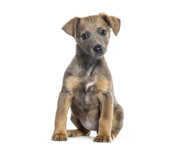 Siedząc Patrząc Kamerę Szczeniaczek Bękart Pies Chihuahua Krzyż Pinscher Izolowany — Zdjęcie stockowe