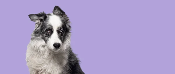真剣な黒と白のボーダーコリー犬の頭のショット 紫色の背景に隔離されました — ストック写真