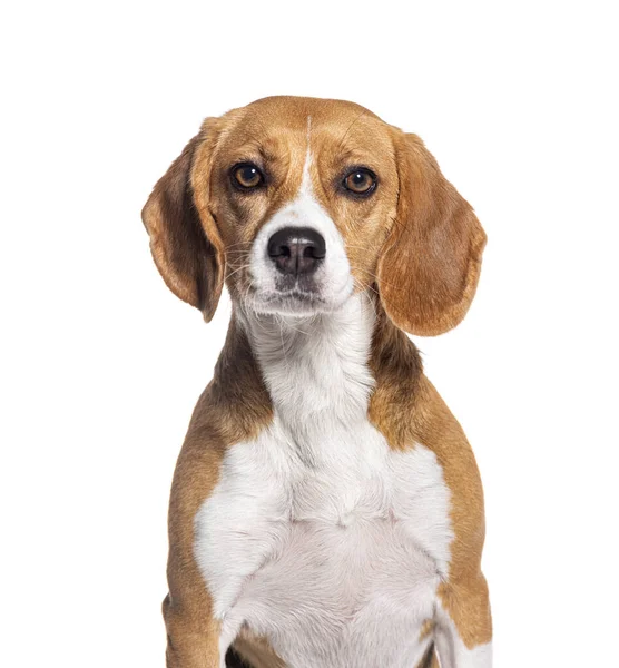 Zdjęcie Portretowe Głowy Beagle Patrzącego Kamerę Odizolowanego Biało — Zdjęcie stockowe