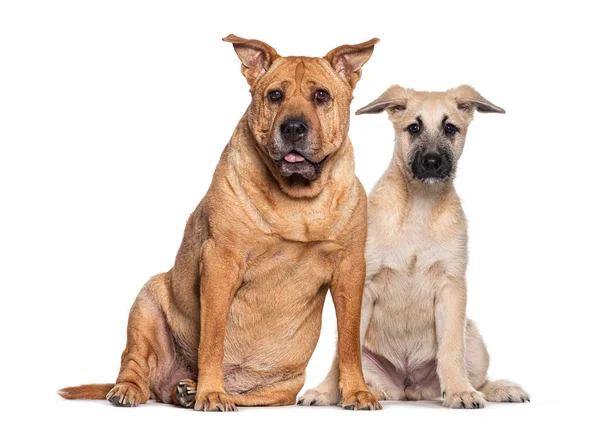 Due Cani Seduti Insieme Come Vecchi Amici Isolati Bianco — Foto Stock