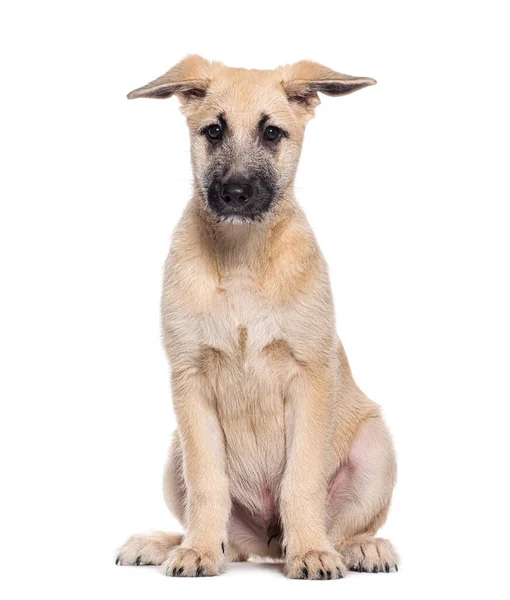 Crossbreed Dog Sitting Isolated White — Stock Photo, Image