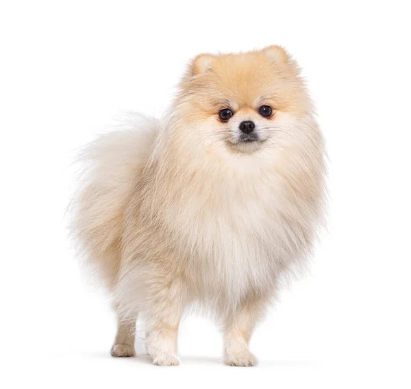 Pomeranian Cão Frente Olhando Para Câmera Isolado Branco — Fotografia de Stock
