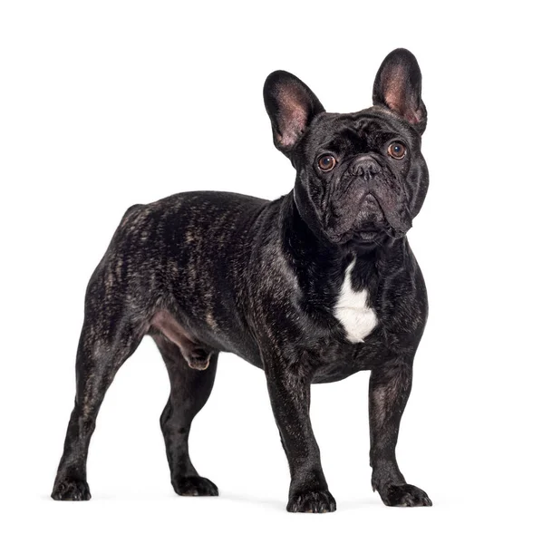 Staande Zwarte Franse Bulldog Geïsoleerd Wit — Stockfoto