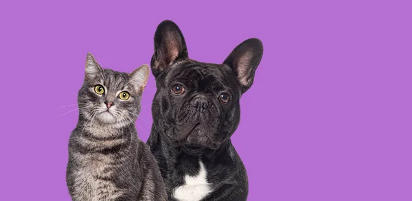 黑黑的法国斗牛犬和胖胖的猫坐在一起 看着摄像机 被紫色隔开 — 图库照片