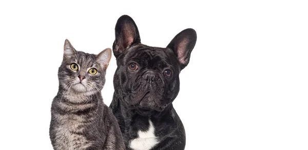Schwarze Französische Bulldogge Und Gestromte Katze Sitzen Zusammen Und Schauen — Stockfoto