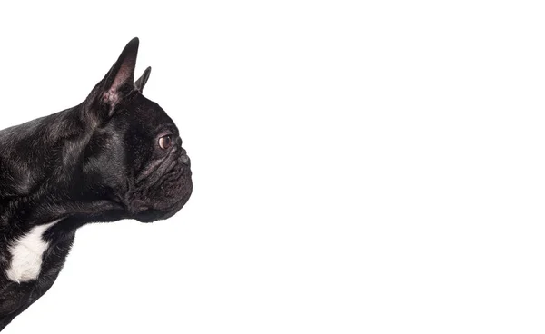 Profil Kopfschuss Einer Schwarzen Französischen Bulldogge Die Leer Aussieht Text — Stockfoto
