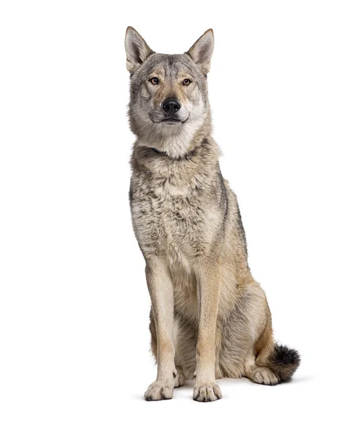 Zittende Tsjechoslowaakse Wolfhond Geïsoleerd Wit — Stockfoto