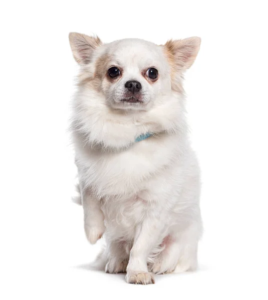 Aranyos Fehér Chihuahua Kutya Kolduló Emelő Mancsa Elszigetelt Fehér — Stock Fotó