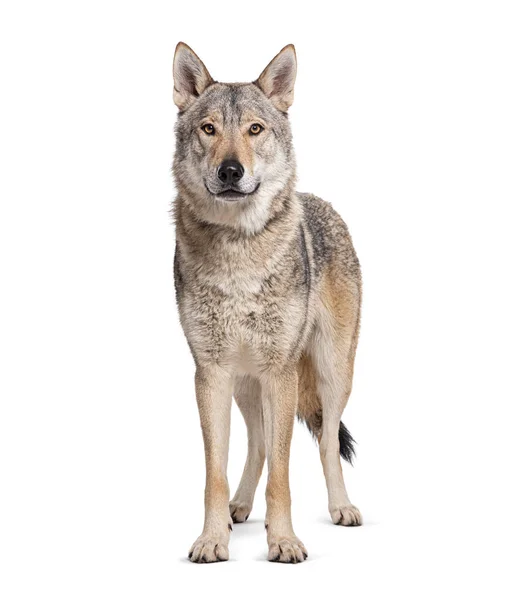 Frente Tchecoslovaco Wolfdog Olhando Para Câmera Isolado Branco — Fotografia de Stock