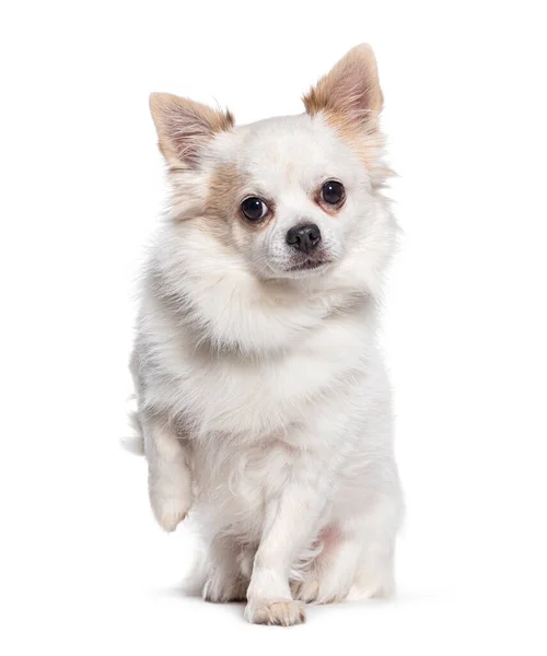 Cão Chihuahua Branco Bonito Implorando Pata Levantando Isolado Branco — Fotografia de Stock