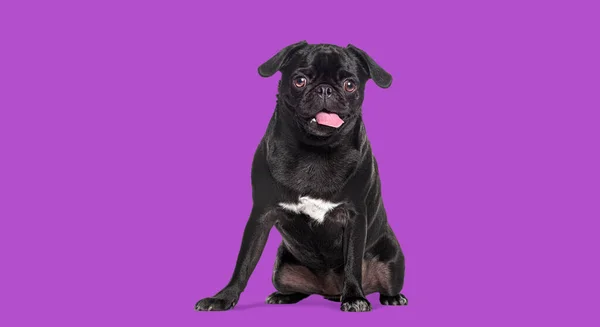 座りパグ犬のパンピングとカメラを見て 紫色の背景に隔離された — ストック写真