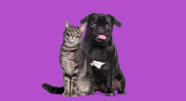 犬と猫が一緒に座っている 豚は喘いでいると幸せそうに見えます 二人ともカメラを見てる 紫色の背景に隔離 — ストック写真