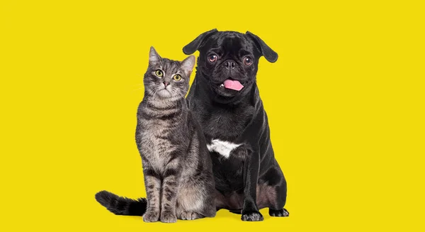 犬と猫が一緒に座っている 豚は喘いでいると幸せそうに見えます 二人ともカメラを見てる 黄色の背景に隔離された — ストック写真