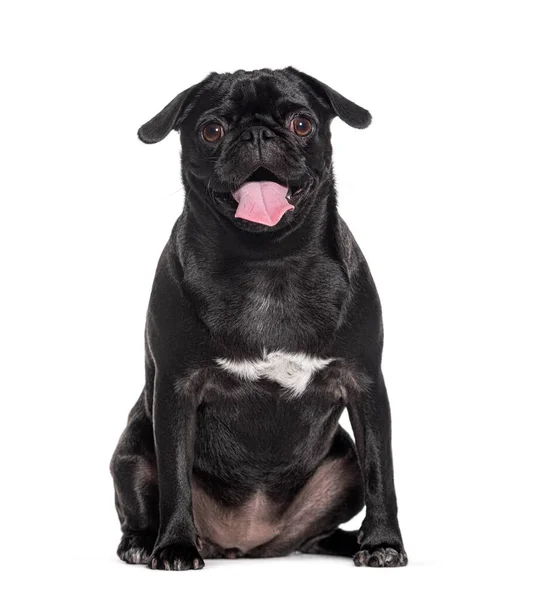 Sitting Black Pug Dog Panting Looking Camera Isolated White — Stock Photo, Image