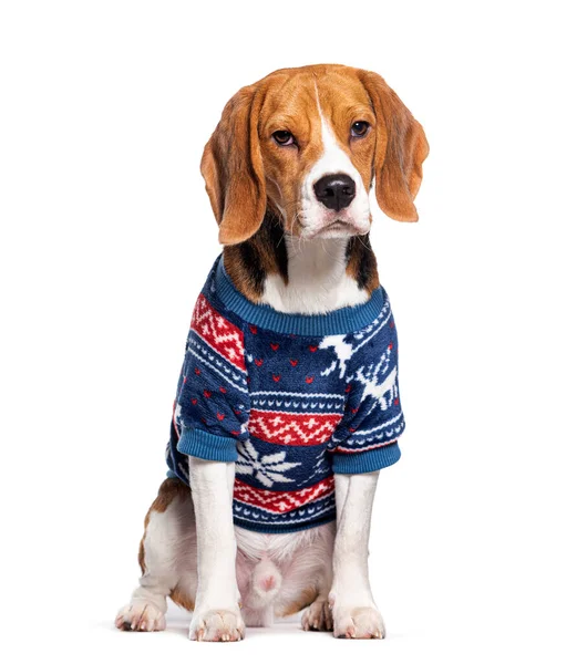 Beagle Vestindo Casaco Inverno Isolado Branco — Fotografia de Stock