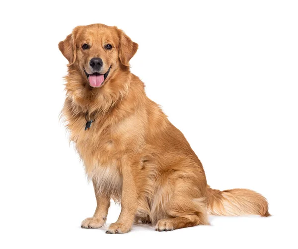 Glad Sitter Och Flämtar Golden Retriever Hund Tittar Kameran Isolerad — Stockfoto