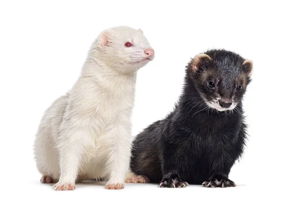 Two Ferrets Standing Together Isolated White — Stock Photo, Image