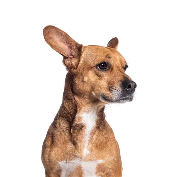 遠くを見て大きな耳を持つクロスブレッドの犬の頭のショット 白に隔離された — ストック写真