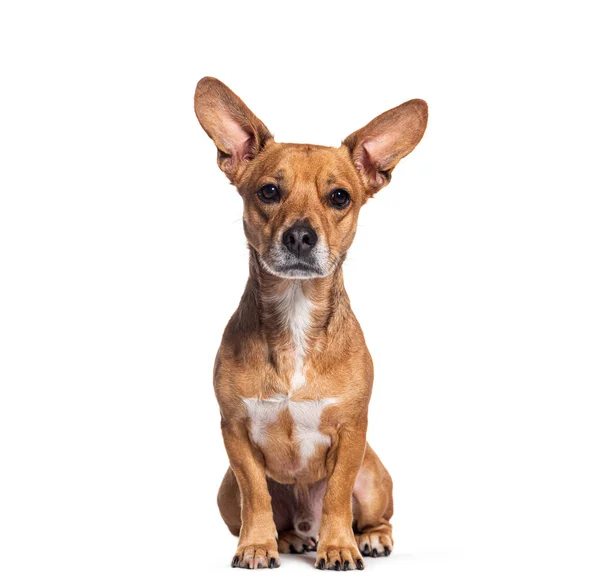 クロスブレッドの犬の大きな耳のカメラを見て 座って 白に隔離された — ストック写真