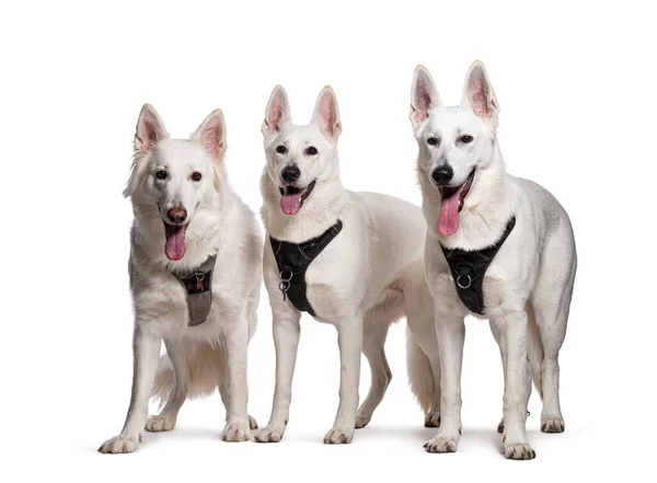 Grupa Owczarek Szwajcarski Psy Dysząc Nosząc Uprząż Izolowany Białym — Zdjęcie stockowe