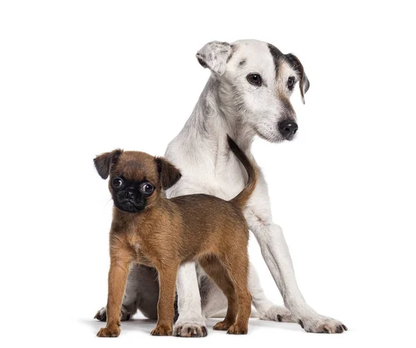 两只狗在一起 九周大的小狗小斑马和杰克 鲁塞尔的小狗 与白色隔离 — 图库照片