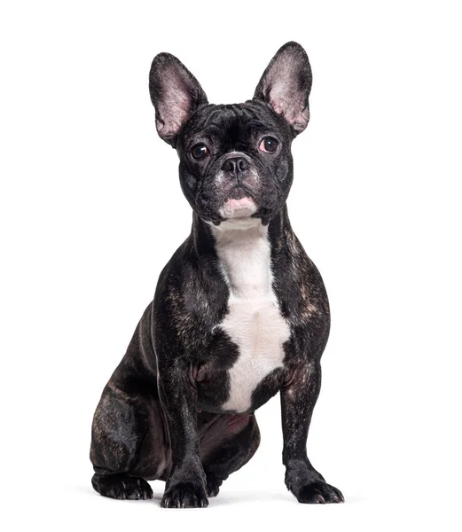 Bulldog Francés Negro Sentado Mirando Cámara Aislado Blanco — Foto de Stock