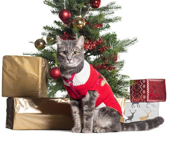 Kırmızı Bir Ceket Giyen Gri Tekir Kedi Hediyelerin Noel Ağacının — Stok fotoğraf