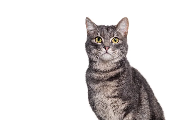 一只灰色的胖胖的猫的头像照片 它坐在那里看着摄像机 与白色的相隔离 — 图库照片
