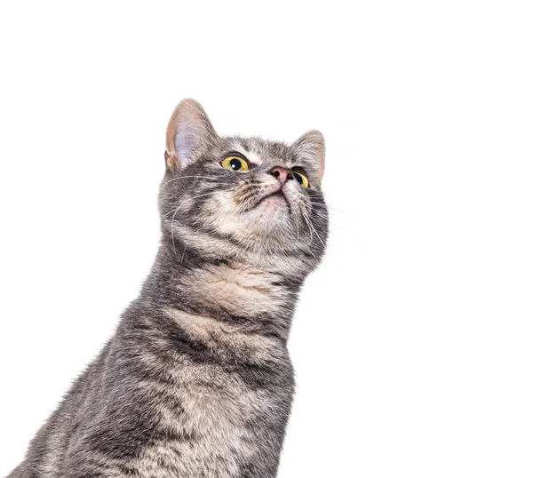 ヘッドショットの好奇心灰色のタビー猫をコピースペースエリアまで見上げ 白い上に隔離された — ストック写真