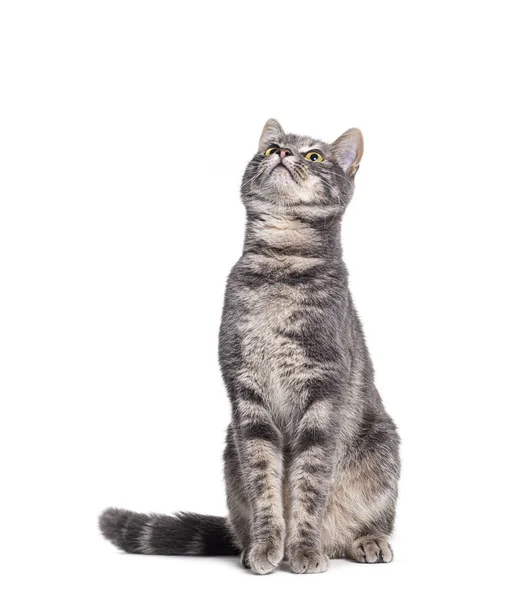 Γκρι Tabby Γάτα Κάθεται Κοιτάζοντας Μέχρι Την Περιοχή Αντίγραφο Χώρο — Φωτογραφία Αρχείου