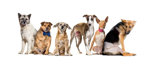 Группа Больных Слепых Раненых Собак Инвалидов Стоящих Ряд Изолированных Белом — стоковое фото