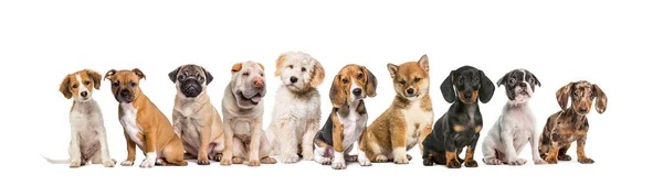 Grote Groep Pups Zitten Samen Een Rij Geïsoleerd Wit — Stockfoto