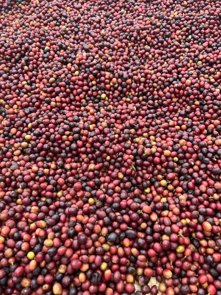 コーヒーチェリーは 太陽の下でプラスチックシートの庭で乾燥されています このプロセスは自然プロセスと呼ばれます ガーデンコーヒーはエチオピアの伝統です ズリアエチオピアアフリカ — ストック写真