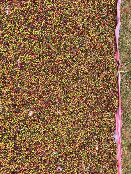 咖啡樱桃在花园里晒干在阳光下的塑料布上 这个过程叫做自然过程 花园咖啡是人种学的传统 Bona Zuria 埃塞俄比亚 — 图库照片