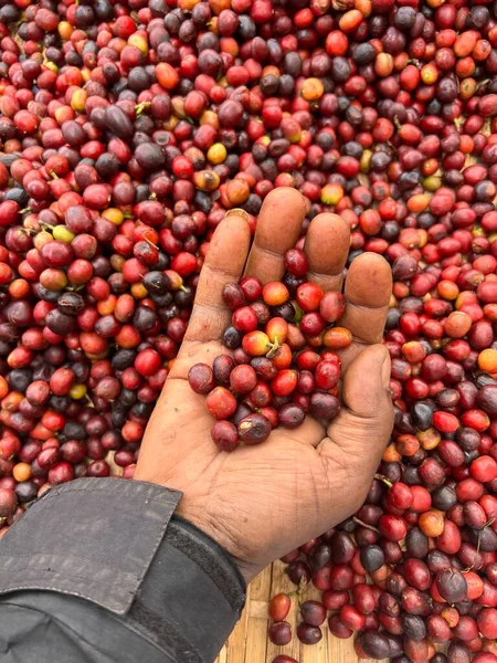 A hand holding and showing coffee cherries drying in the sun in a garden. In Ethiopia, people grow and drink the coffee they grow in their garden. Garden coffee is an Ethiopian tradition.